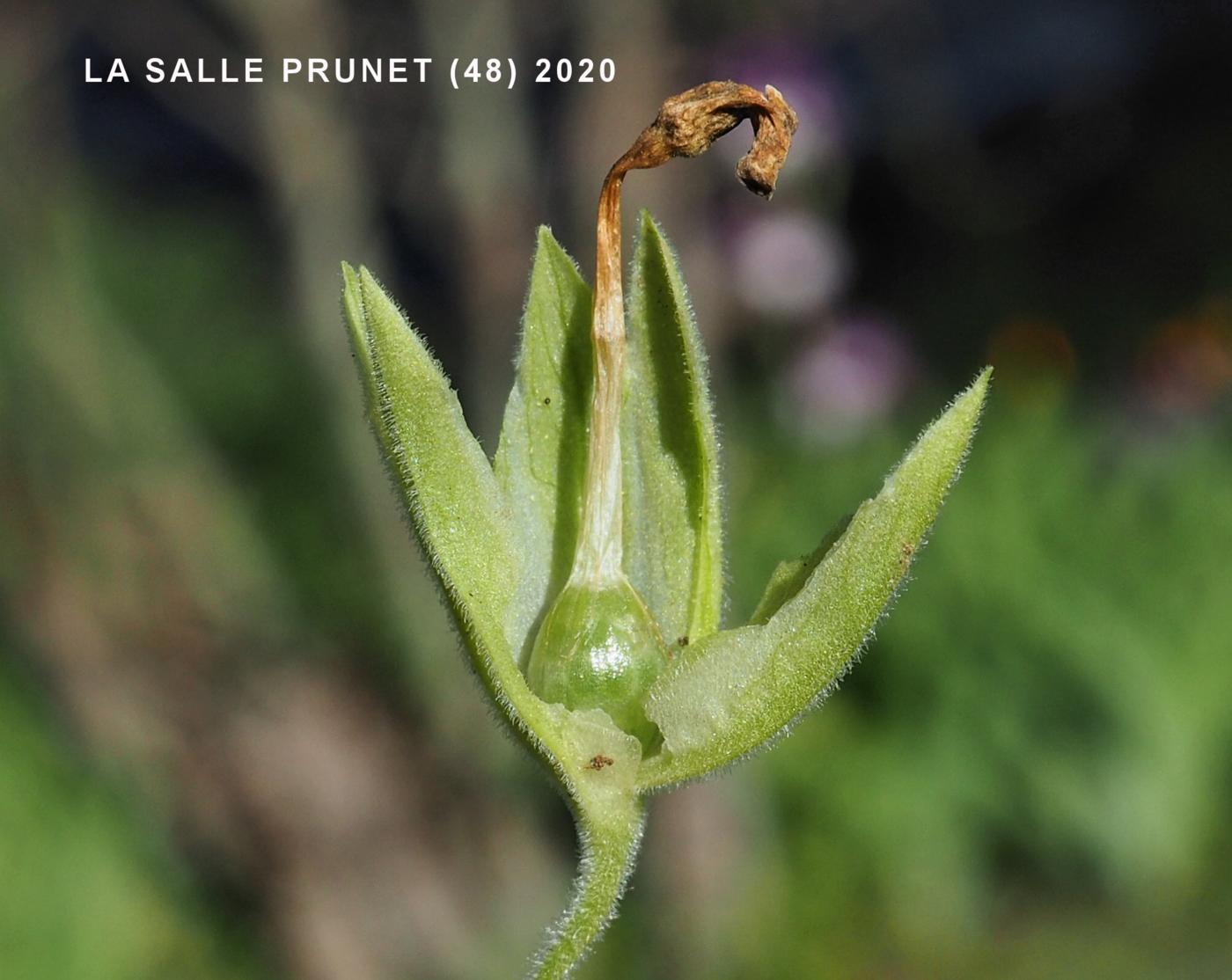 Primrose fruit